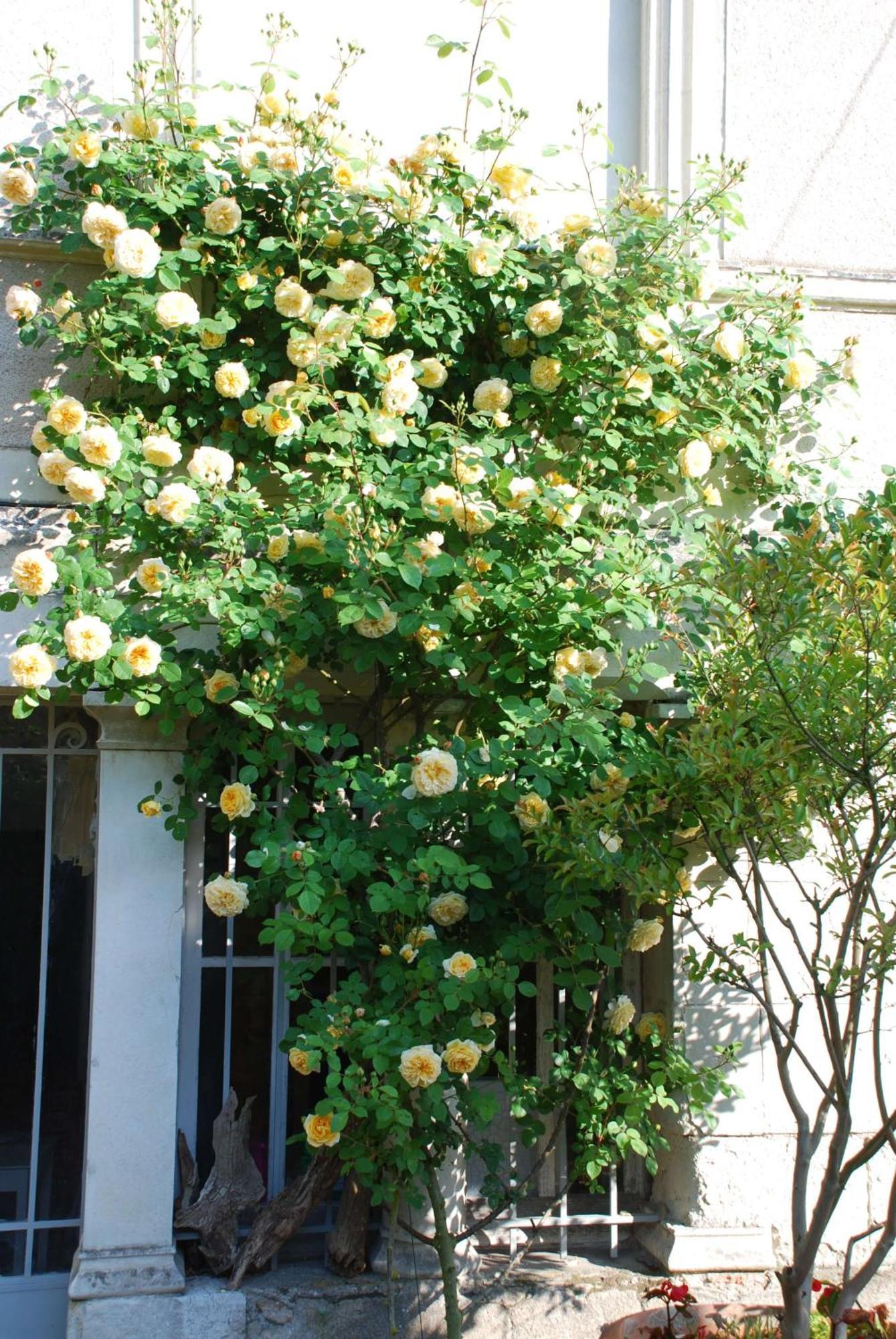 Domaine De L'Oie Rouge Bed and Breakfast Les Rosiers Εξωτερικό φωτογραφία